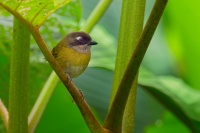 Tangara krovinna - Chlorospingus flavopectus - Common Bush-tanager o1356